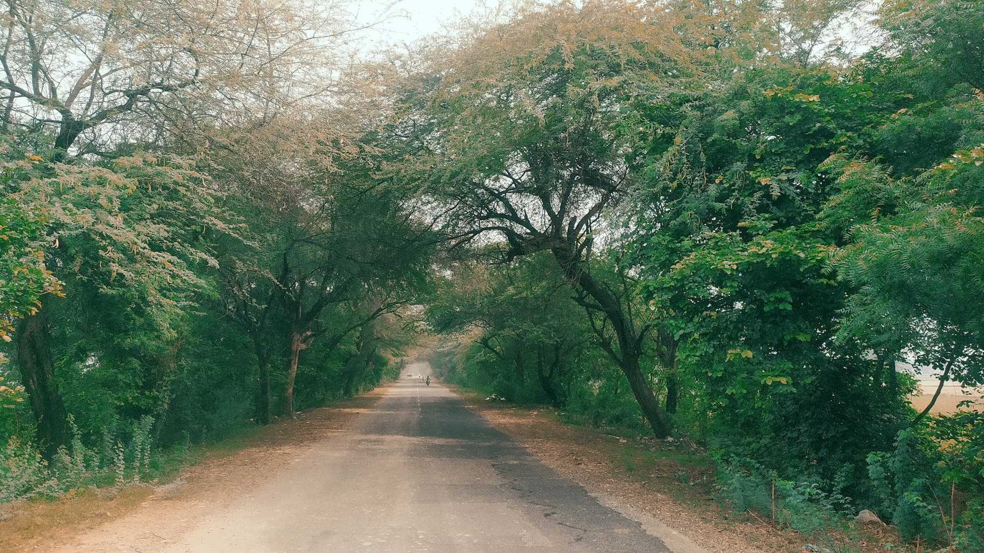 A quiet tree-lined road running empty into the distance, scrub either side