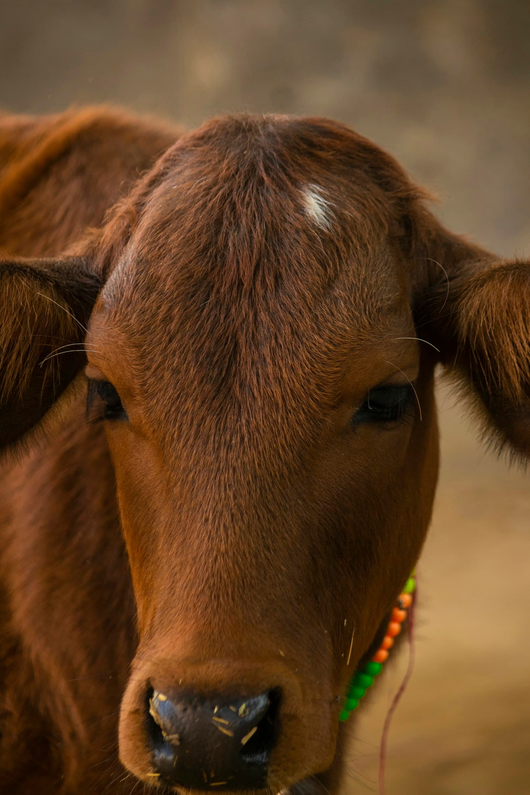 A cow's face filling the frame, a beaded puja necklace at its throat