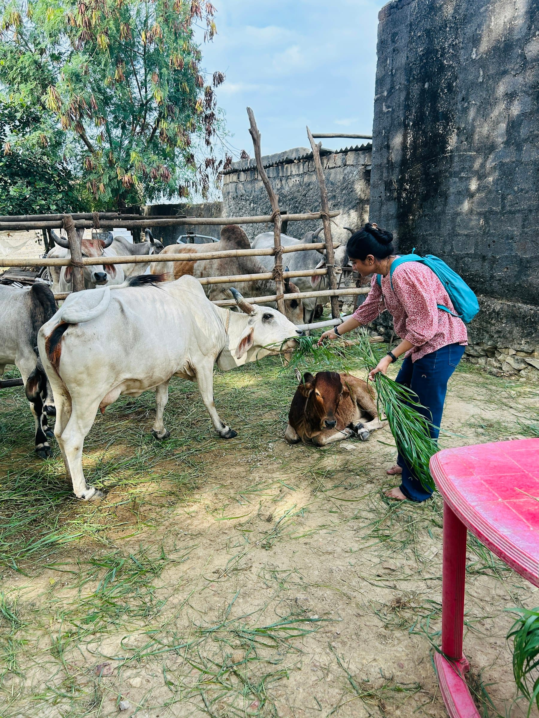 A woman carrying cut grass to the cows and a calf in a goshala yard